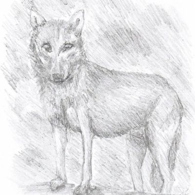 wolf.jpg